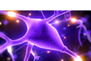 Intelligent Memory 2